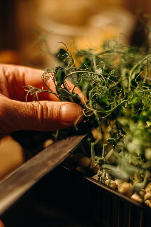 How to Start a Small Herb Garden Indoors: A Beginner’s Guide